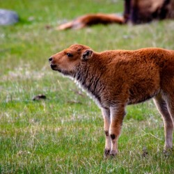 Mooing Calf   Hi   Res   